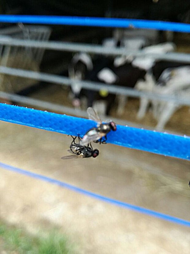 Lepicí páska na mouchy v roli 400 m