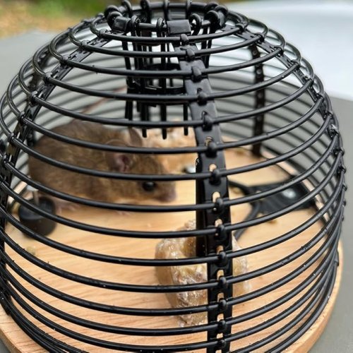 Live Multi-Catch živolovná past na myši STV043 Black